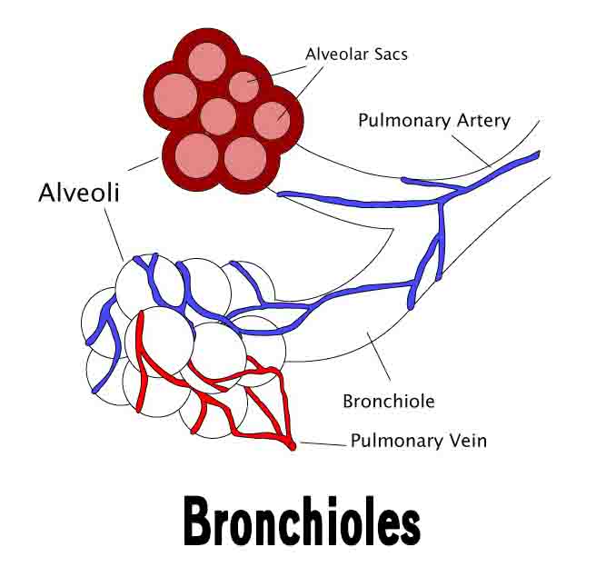 Bronchioles